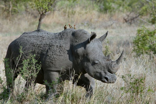 Où observer les rhinocéros en liberté en Afrique du Sud?