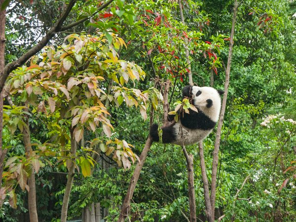 Comment organiser une visite des sanctuaires de pandas en Chine?